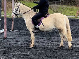 Dolly a perfect second and leadrein pony