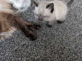2 beautiful kittens for sale ready to leave for there new homes