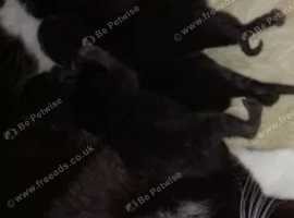 Kittens ready to go today 12/07