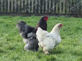 Giant Pure Brahma Eggs Lavender, Blue, Splash x 6