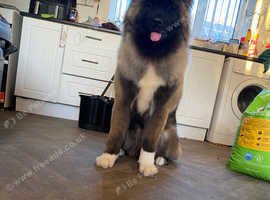 Gorgeous Champion Bloodline Akita Female Long Coat in Wigan WN2 on