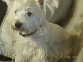 Stud dog West Highlands terrier