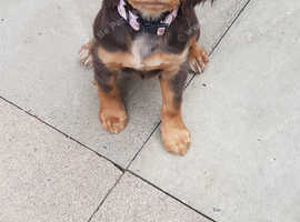 Beautiful roam colour sprocker pup
