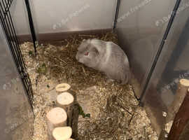 3 guinea pigs *urgent*
