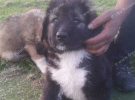 Caucasian Shepherd For Sale >> Caucasian Ovcharka Dogs Puppies For Sale Rehome In Liverpool Caucasian Shepherd For Sale >> Caucasian Ovcharka Dogs Puppies For Sale Rehome In Liverpool