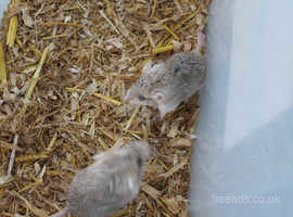 FAT-TAILED GERBILS... also named Duprasi. 2 females and 2 males for sale. born 18.3.2024