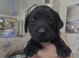 Labrador Puppies for Sale
