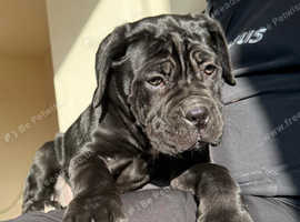 Cane Corso
