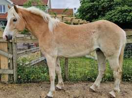 3 year old registered haflinger gelding 15.2hh