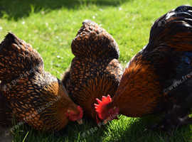 Pekin Bantam trio Gold Laced
