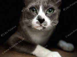 Tonkinese cross female cat