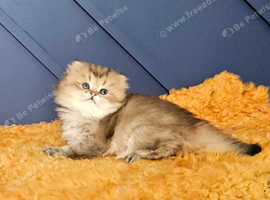 Excellent Scottish straight kittens