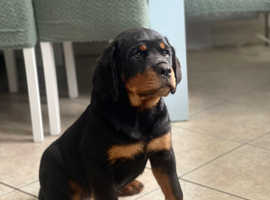 Chunky head Rottweilers puppies Kc registered pure blood pedigree