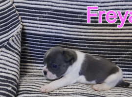 Beautiful baby frenchies