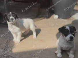 Jack Russell puppy's