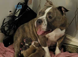 American Bully Dogs and Puppies For Sale