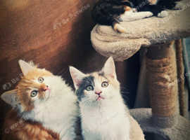 Lovely Ginger Calico Kittens READY FOR A NEW HOME NOW !!!