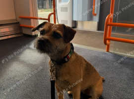 Adorable female Border terrier available for a home