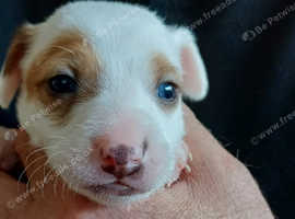 Jack russell parson russell