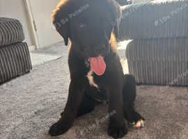 Puppy 8 week male