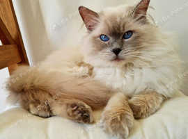 Proven Lilac Ragdoll Stud - GCCF Active