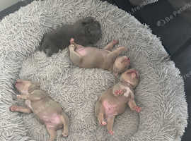 REBULA X MC MERLIN POCKET BULLYS PUPS