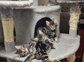 Norwegian forest cat kittens cheap for sale near me