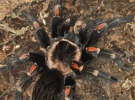 Brachypelma auratum