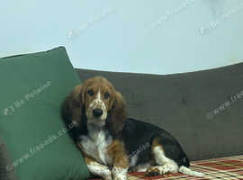 5 month beautiful basset puppy
