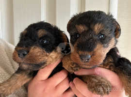 Welsh terrier Pups