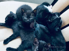 Black kittens