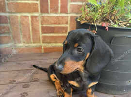Miniature Dachshund Puppy