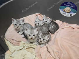 4 beautiful white and grey British short hairs
