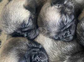 8 beautiful pug puppies