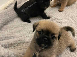 Pugzu's
