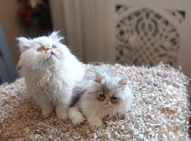 2 beautiful flat face persians for sale