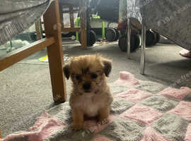 Shorkie puppy  1 boy left