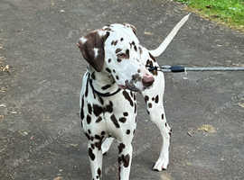 Dalmatian boy