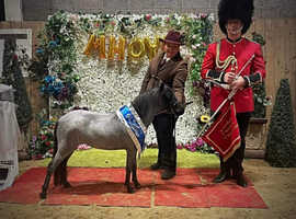 Stunning American miniature mare