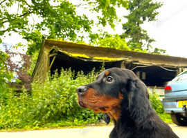 Two Beautiful Gordon Setter Boys looking for their forever home