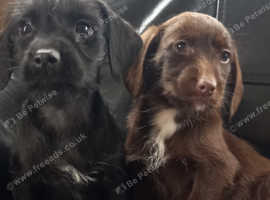 Jackapoo puppies