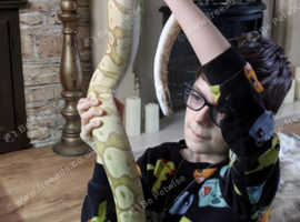 Banana Ball python