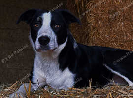 1 year old Collie to rehome
