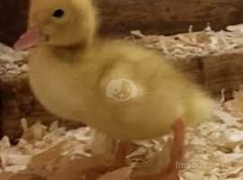 Day old female ducklings