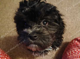 biat.   Bichon bavanese 11 months