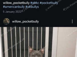 Bully
