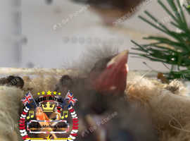 Linnet 2025