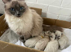 Stunning GCCF registered Ragdolls