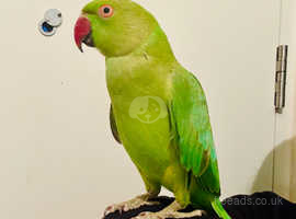 Hand Tamed/Untame beautiful Ringneck for sale