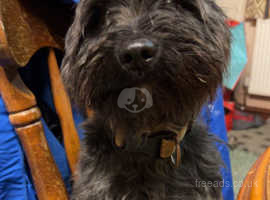 Missy - Scottish terrier x wire haired dachshund